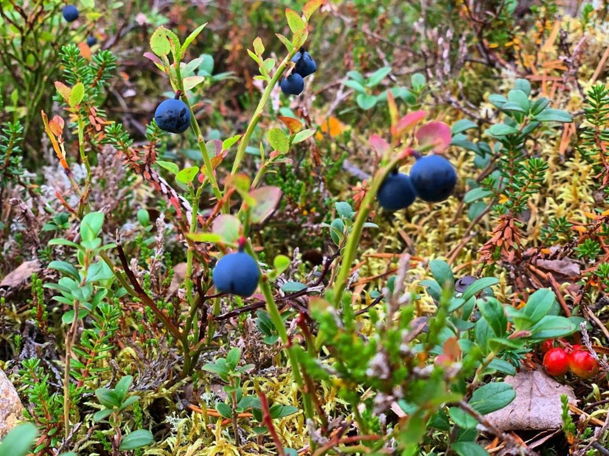 Villa Haukka Saariselkä Eksteriør billede